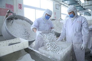 老字號食品企業(yè)元宵生產(chǎn)忙 組圖