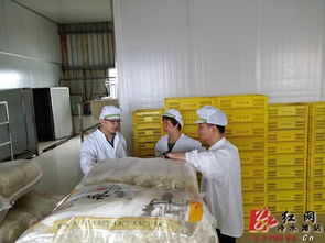 冷水灘區開展食品生產企業安全風險隱患大排查 嚴守食品安全底線