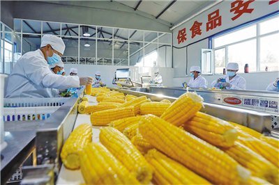鮮食玉米鏈出"黃金產業"